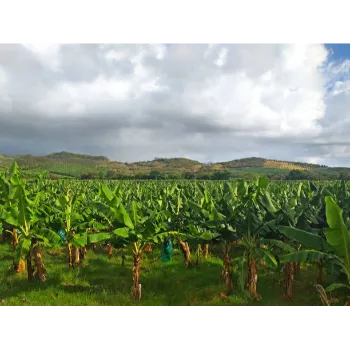 Growing Banana Plant
